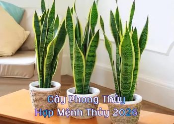 Cây phong thủy mệnh thủy 2026