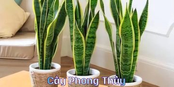 Cây phong thủy mệnh thủy 2026