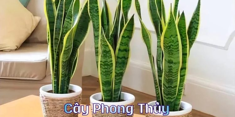 Cây phong thủy mệnh thủy 2026